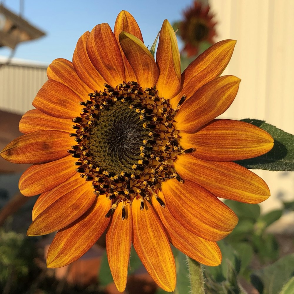 a close up of a sunflower with a building in the background