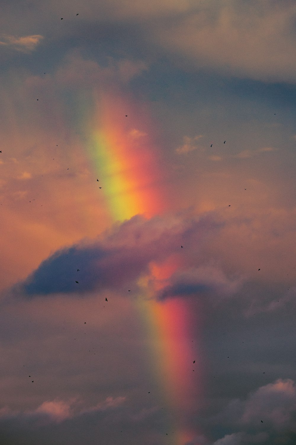 a rainbow in the sky with birds flying around