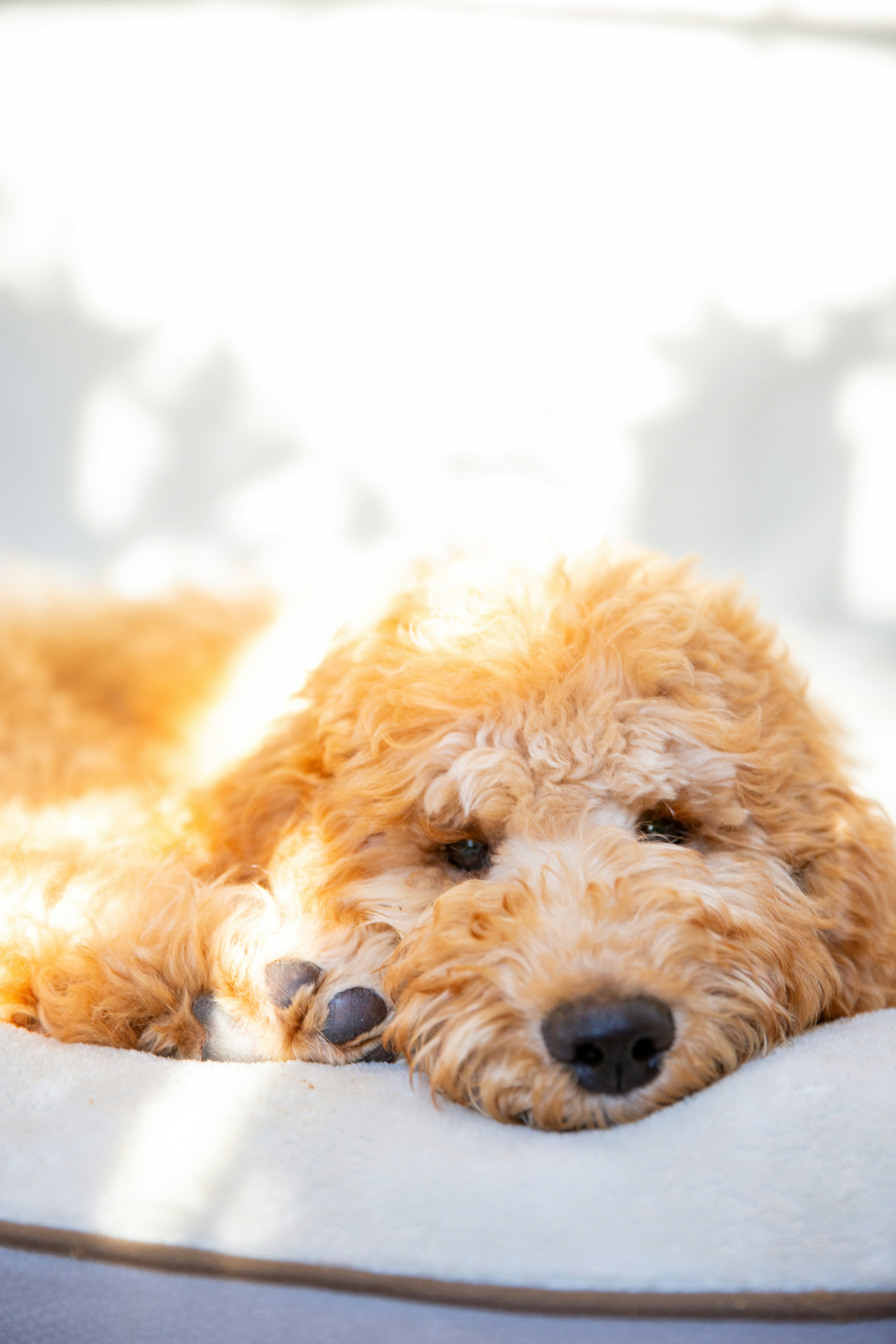 Fluffy golden retriever puppy sleeping peacefully in a cozy wool dog bed, soft natural light