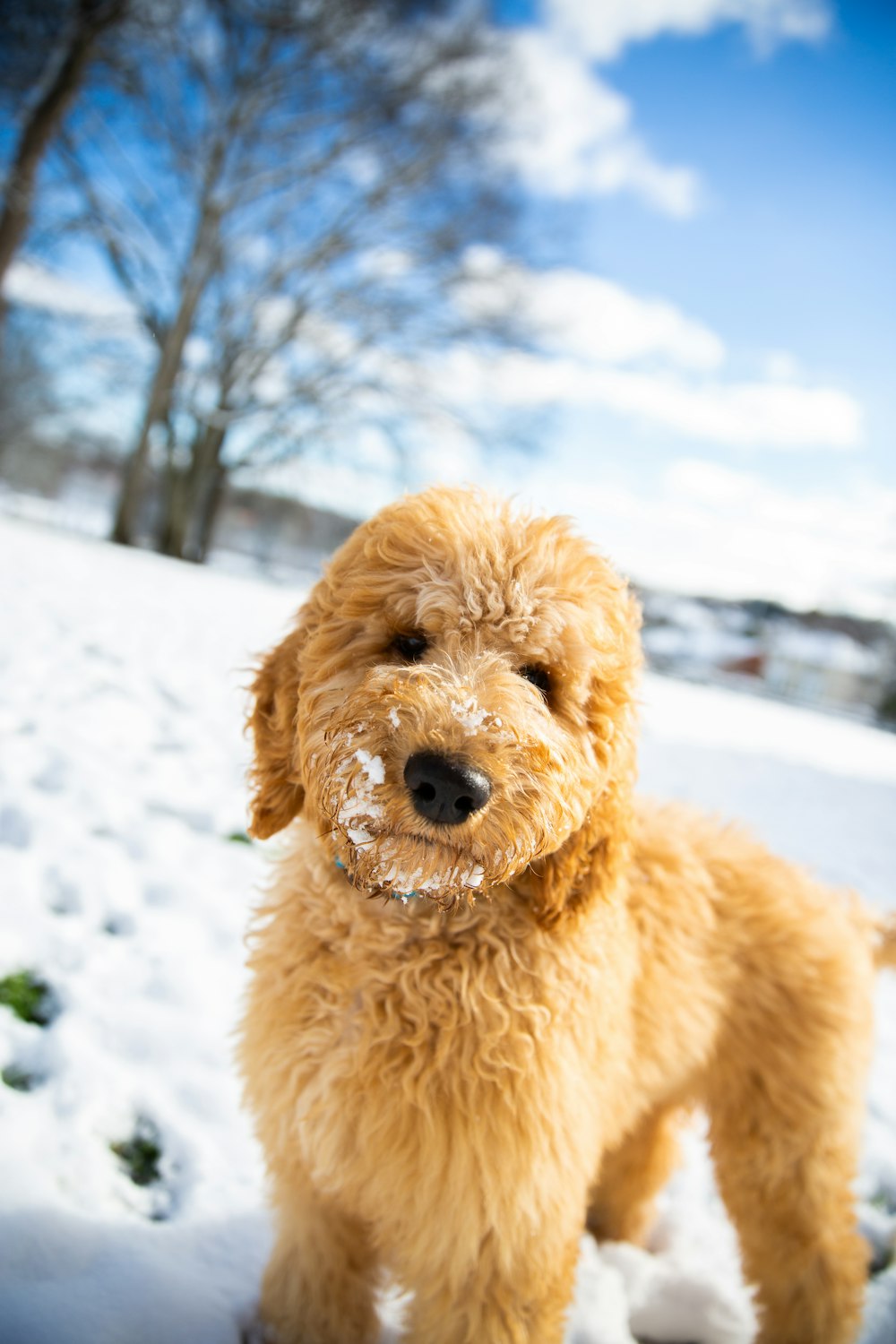 a small brown dog standing in the snow