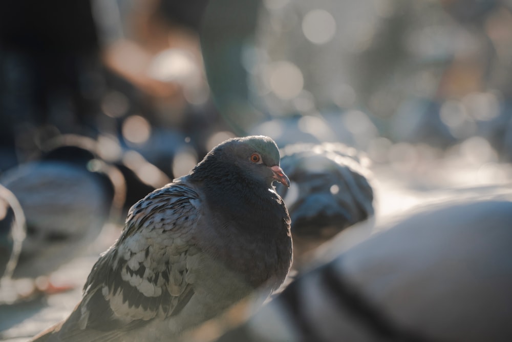 a close up of a pigeon on a ledge