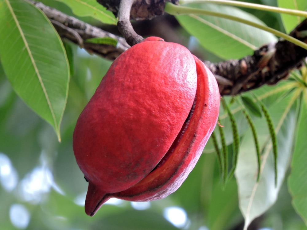 a close up of a fruit on a tree branch