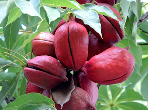 a bunch of red fruit hanging from a tree