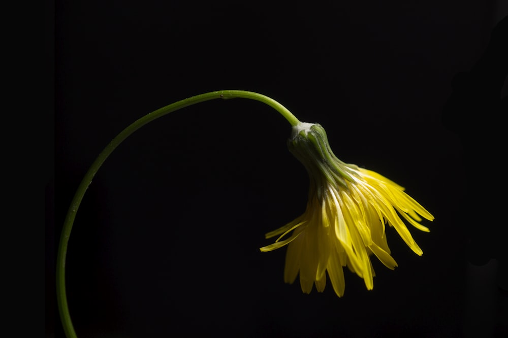 a yellow flower with a black background