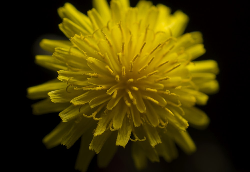 a close up of a yellow flower on a black background