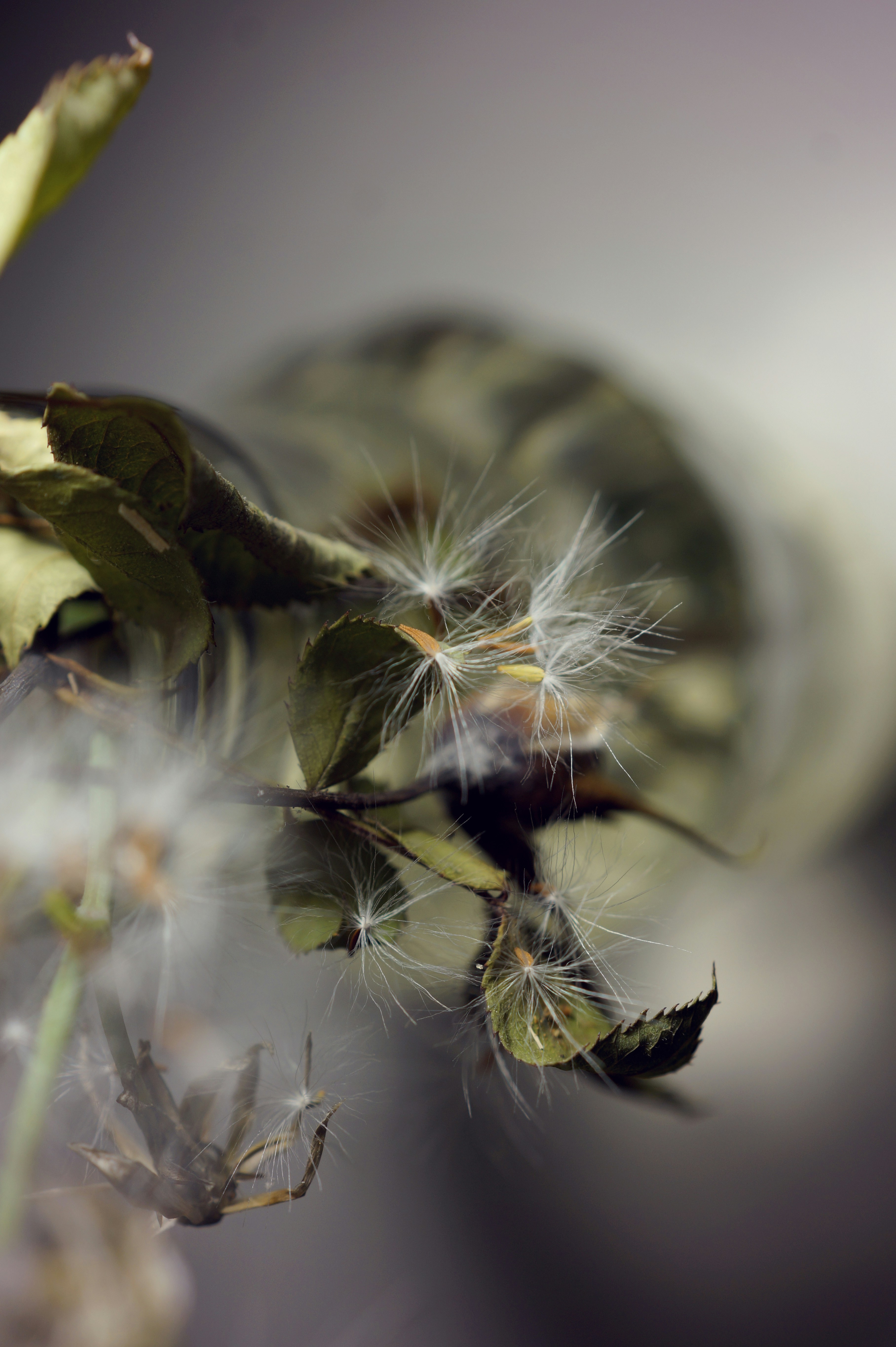Nahaufnahme eines Löwenzahns mit verschwommenem Hintergrund