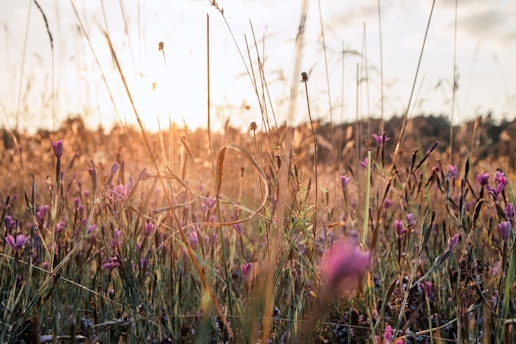a field of purple flowers with the sun in the background
