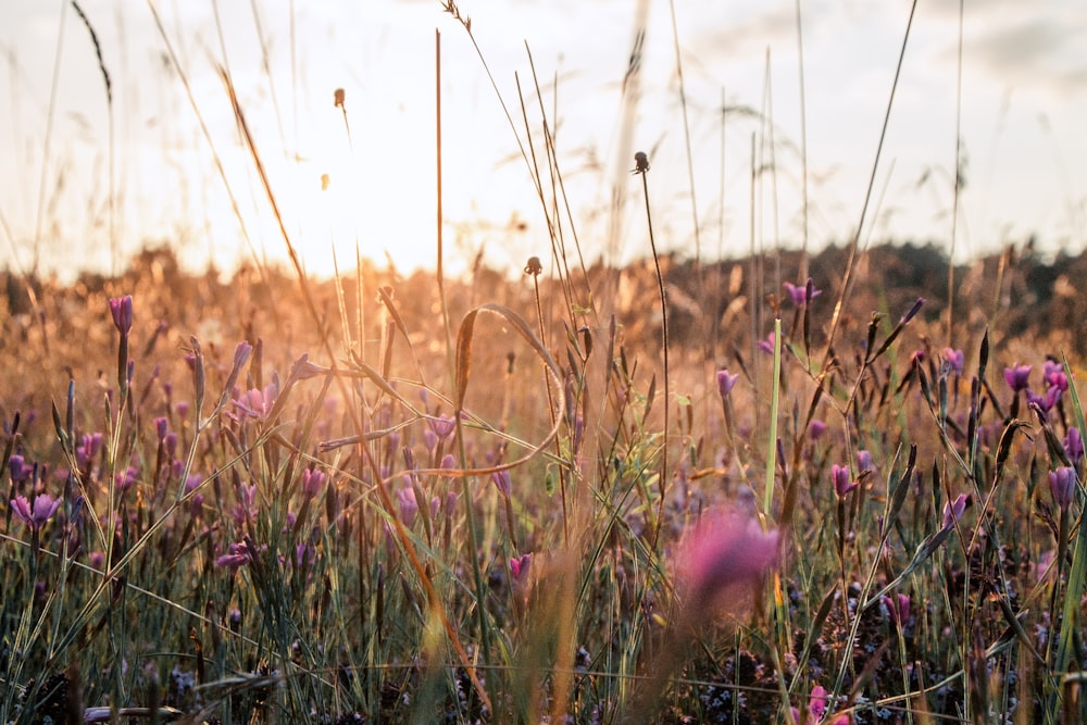 a field of purple flowers with the sun in the background