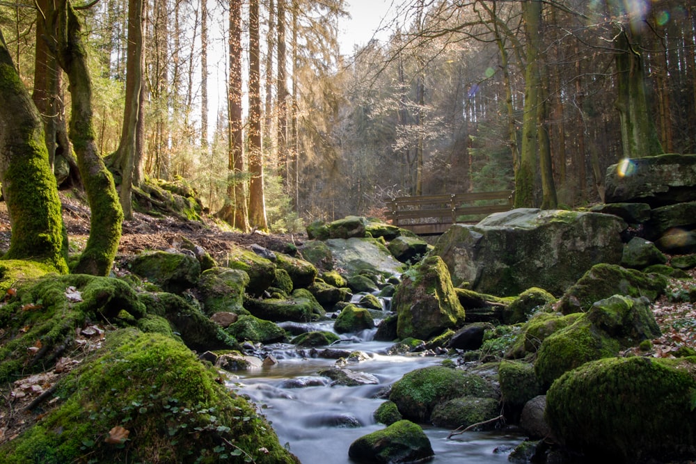 a stream running through a lush green forest