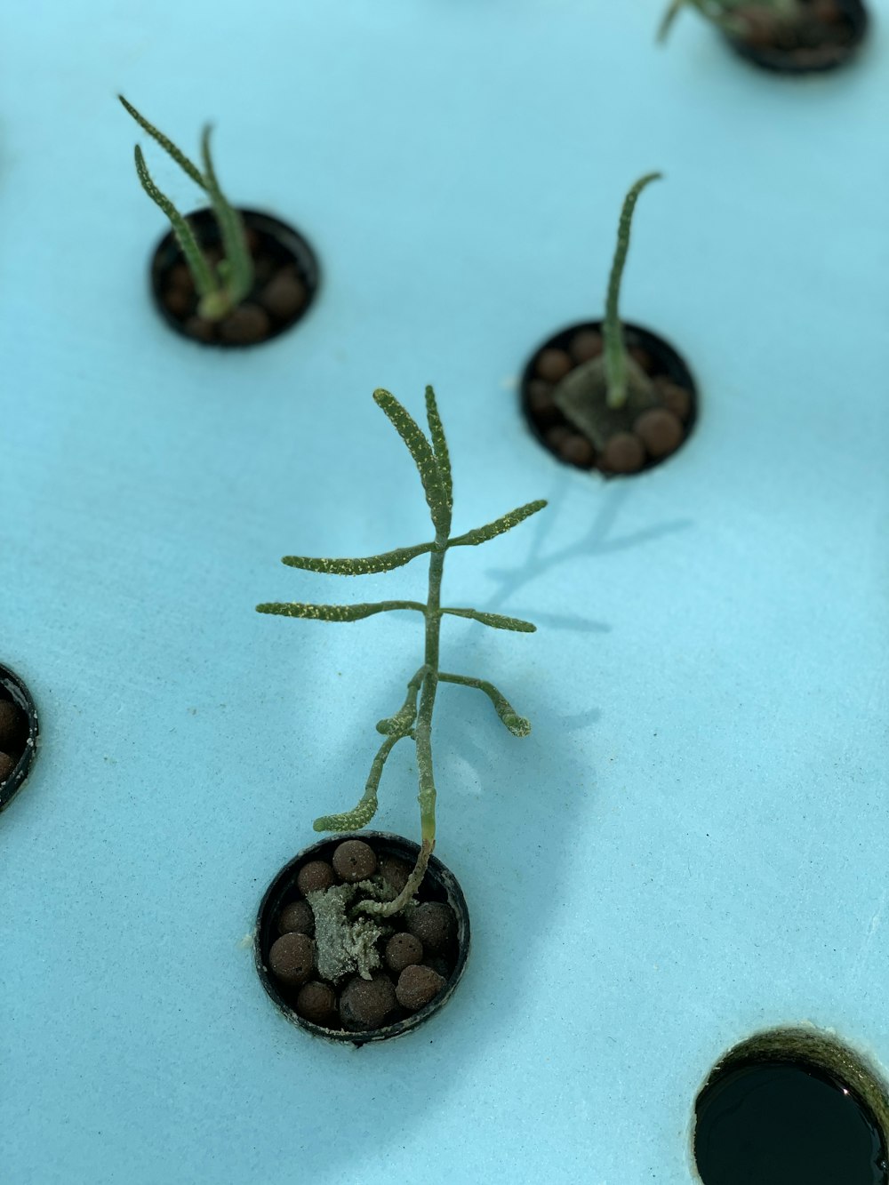 una planta que brota de un agujero en el suelo