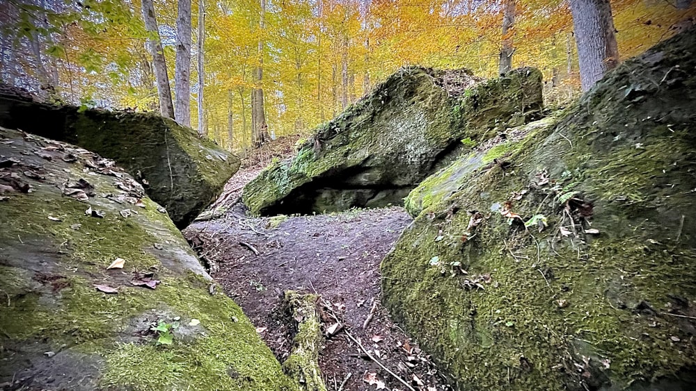 a path in the middle of a forest with mossy rocks