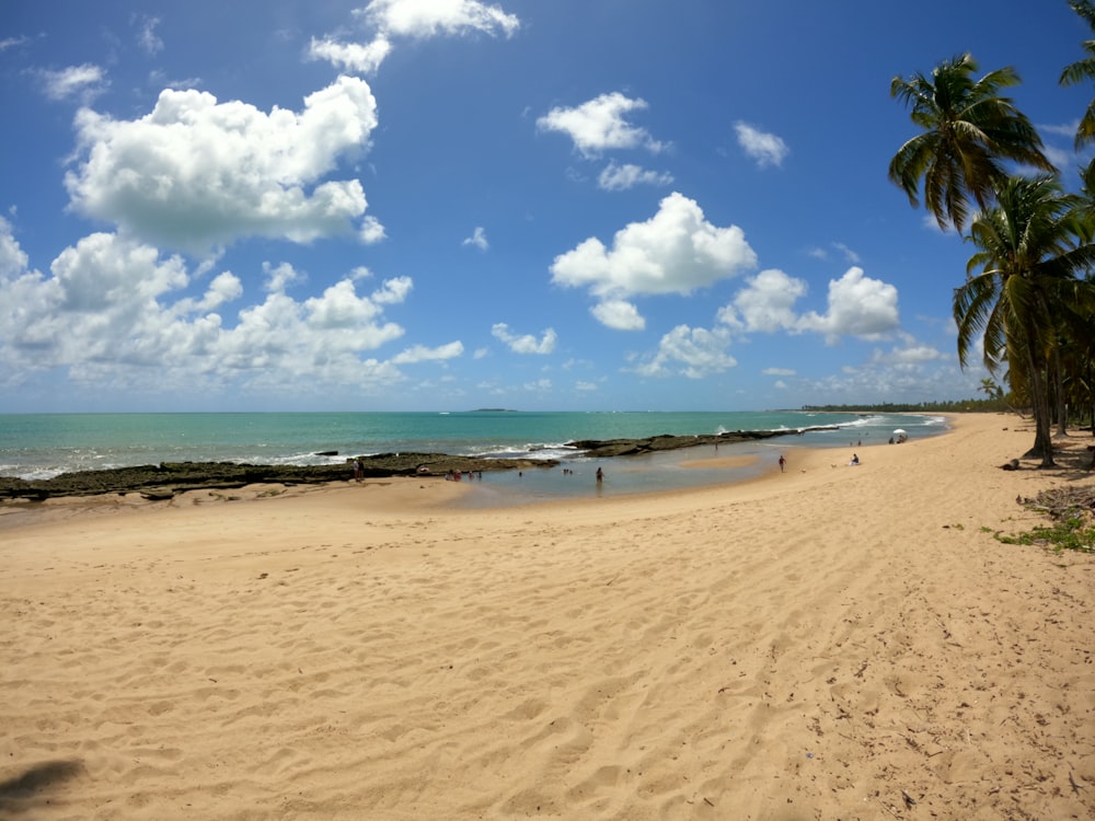 una spiaggia di sabbia con palme e uno specchio d'acqua