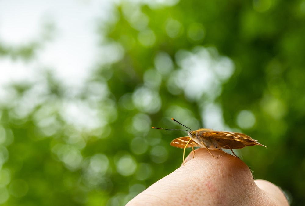 a close up of a person holding a small insect