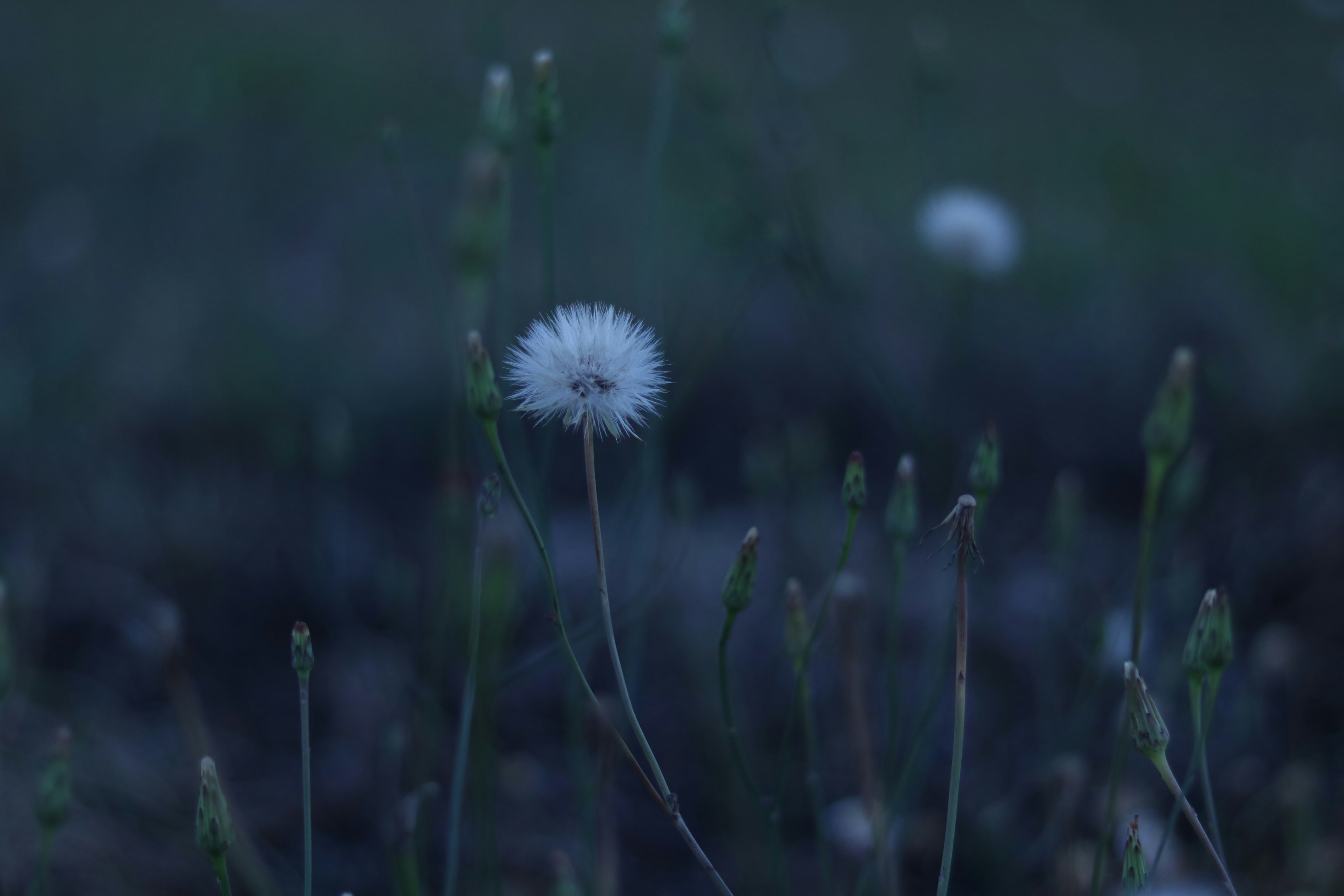 Photo by allysphotos