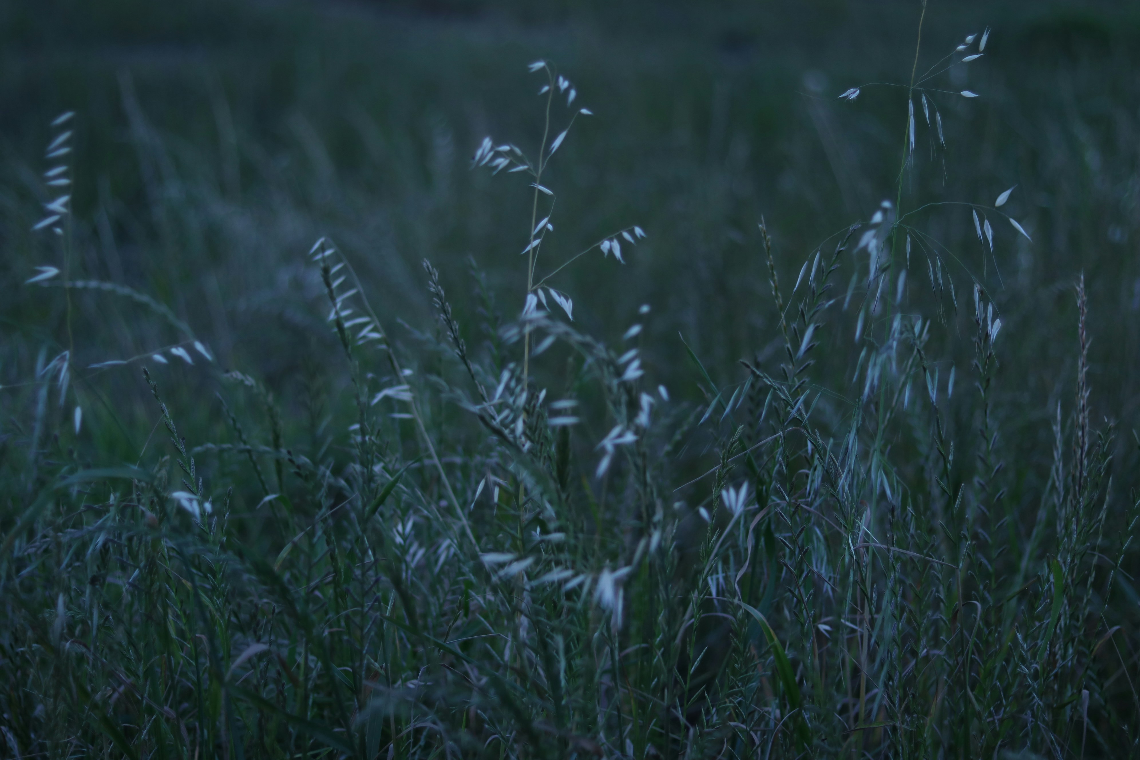 Photo by allysphotos