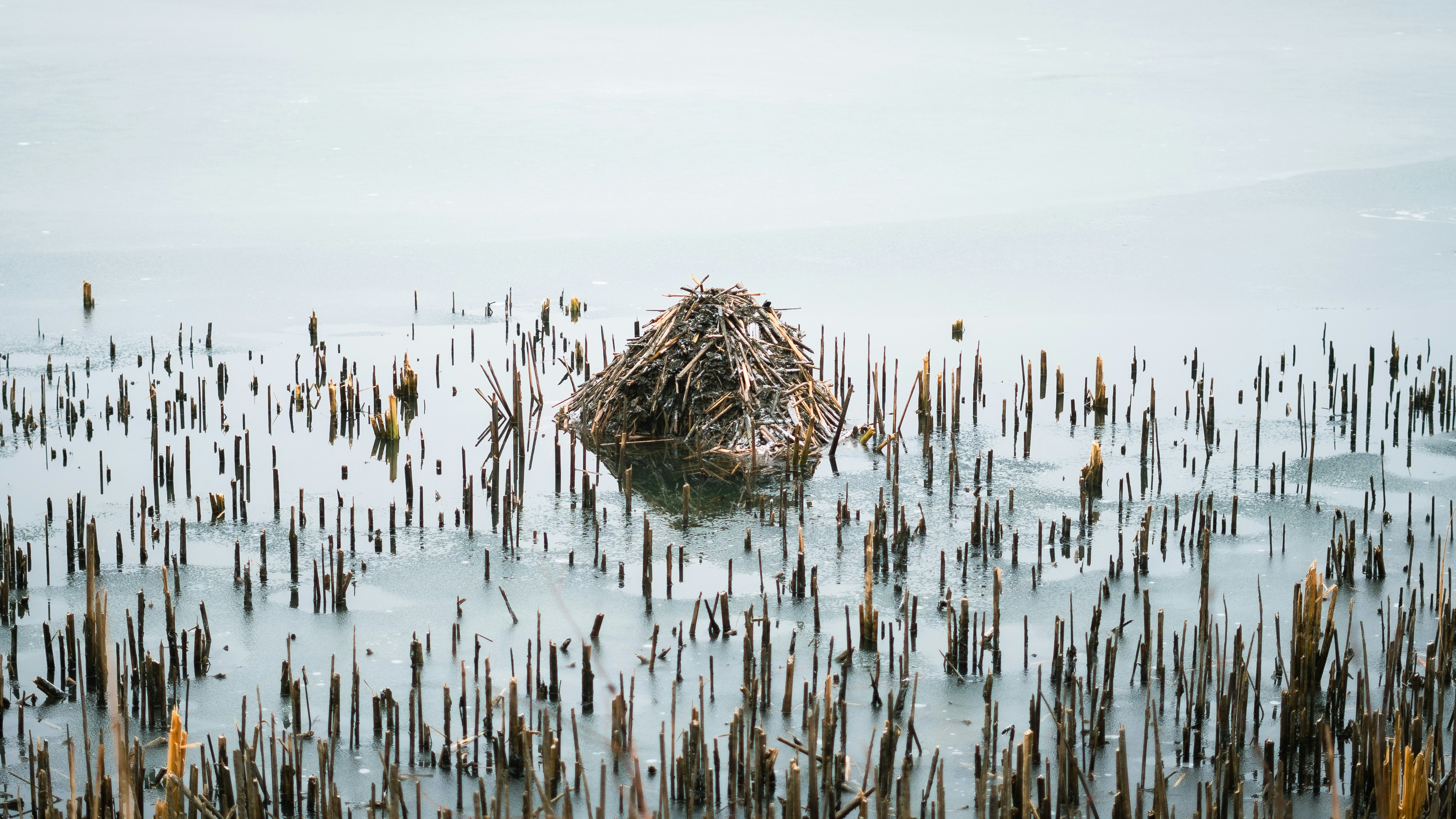 Photo by alinabelogolova