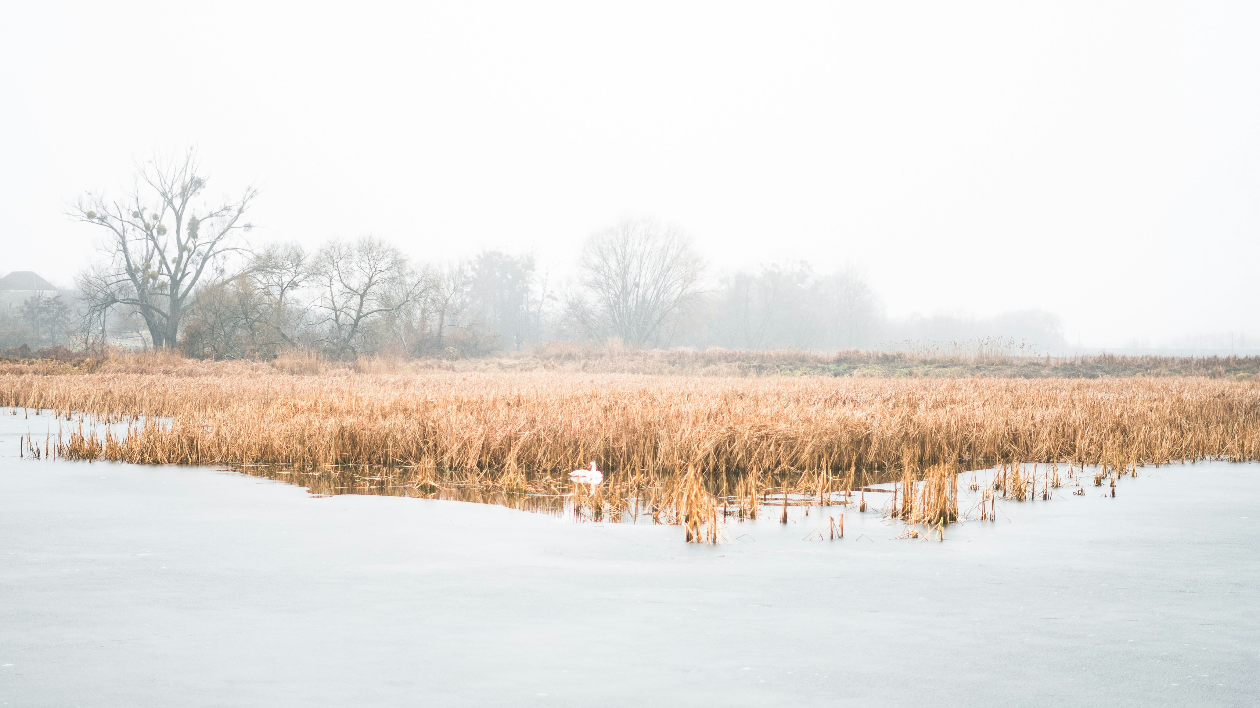 Photo by alinabelogolova