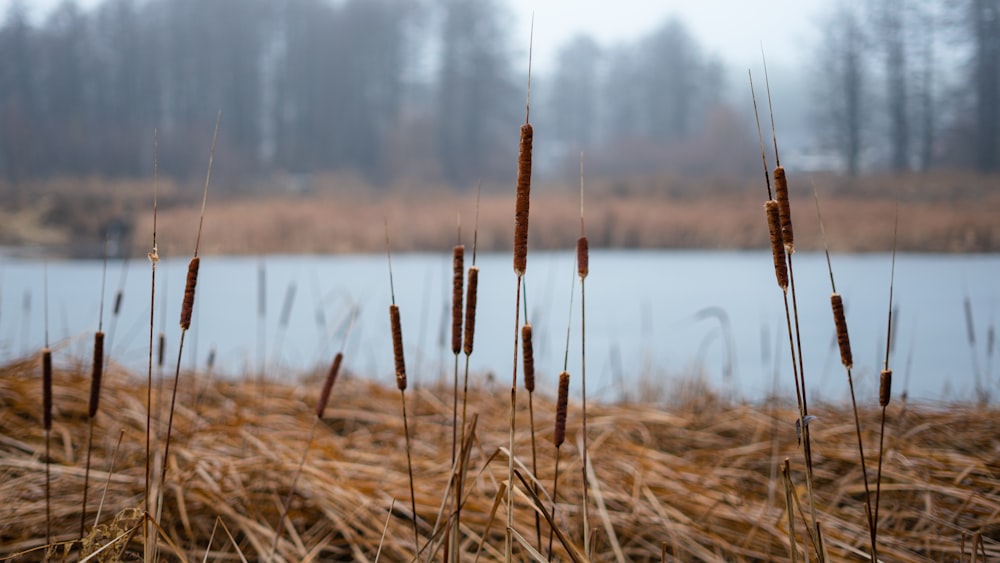 a bunch of tall grass near a body of water