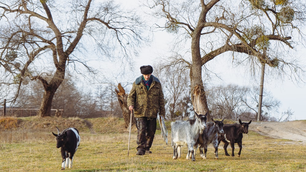 a man walking a herd of goats through a field