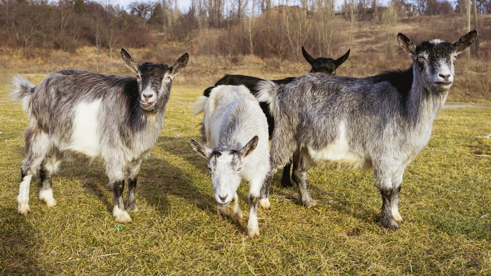 a herd of goats standing on top of a grass covered field