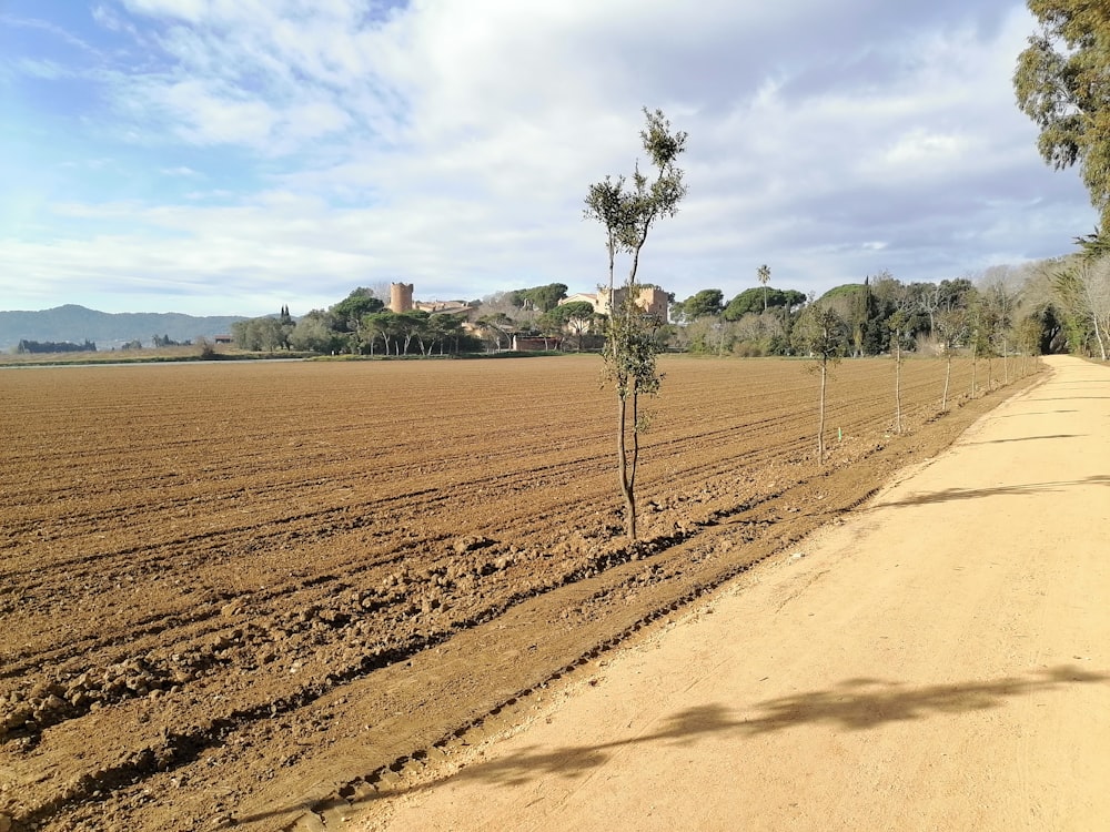 a dirt road with a lone tree in the middle of it