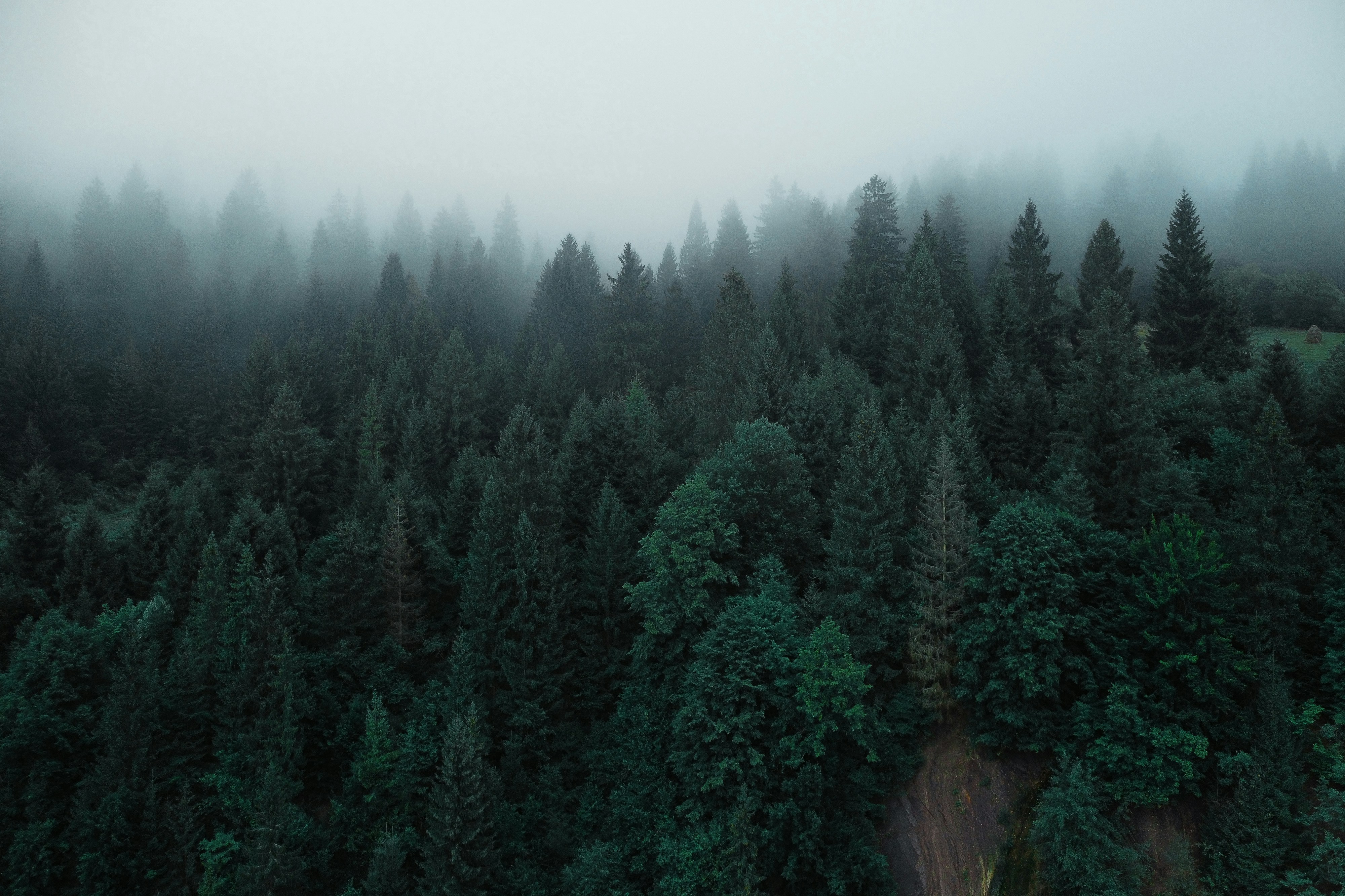 a foggy forest filled with lots of trees