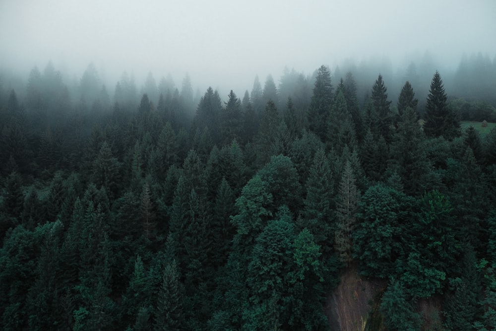 a foggy forest filled with lots of trees