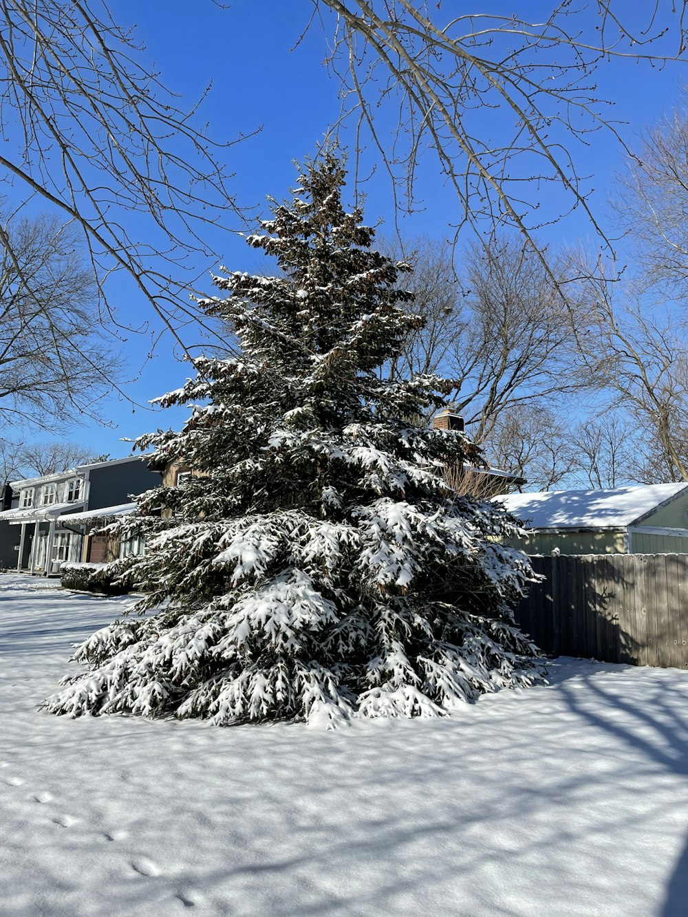 a snow covered tree in front of a house