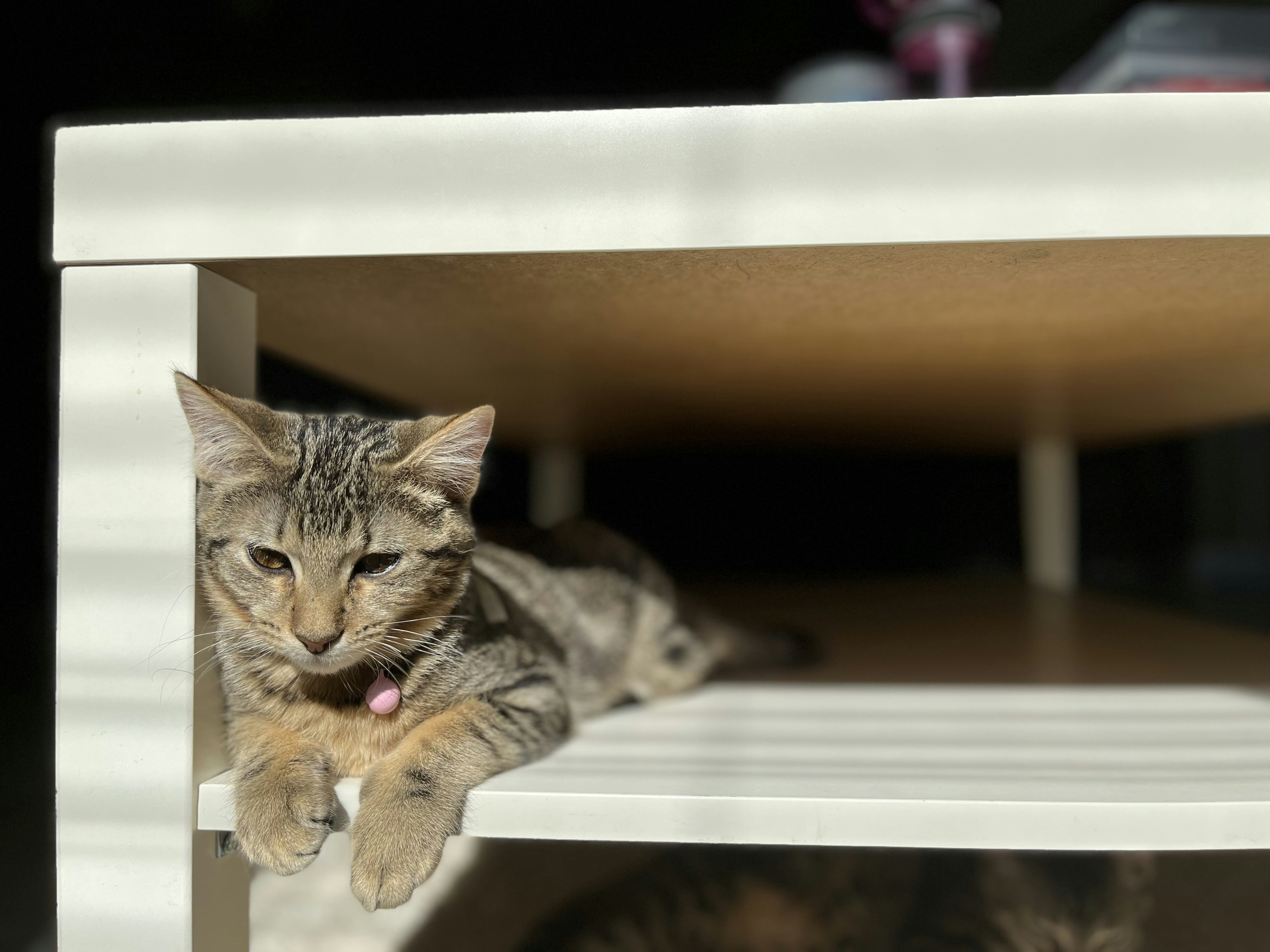 a cat laying on top of a white shelf