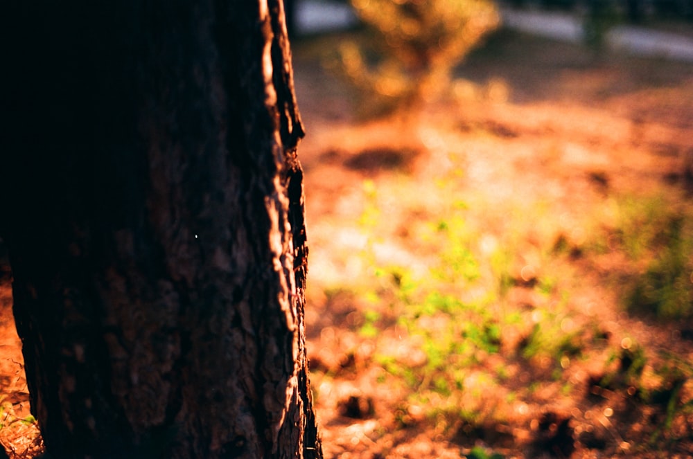 a close up of a tree trunk with a blurry background