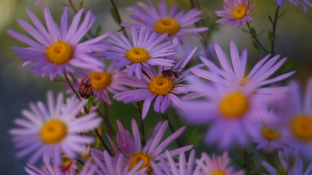 a bunch of purple flowers with yellow centers