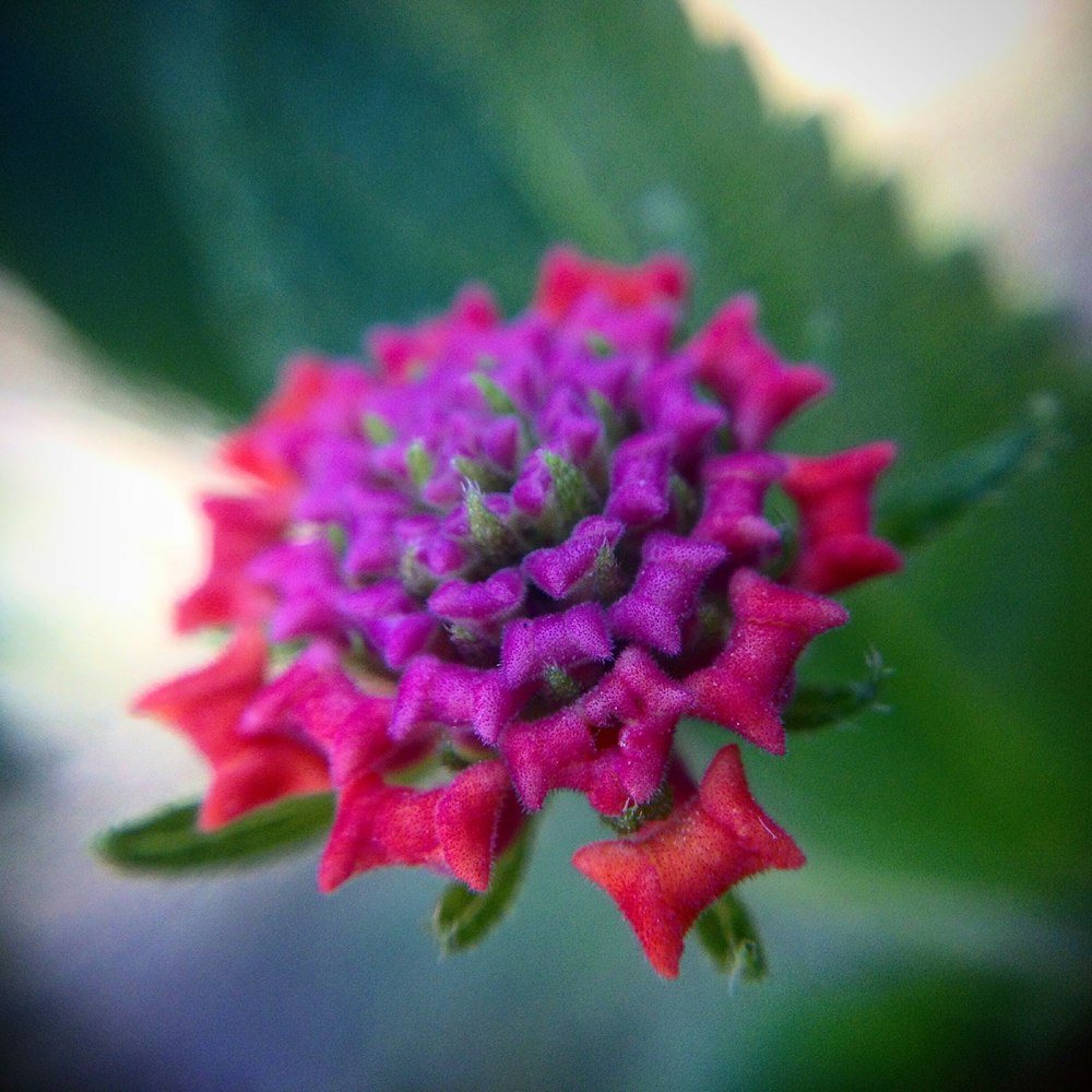 a close up of a purple and red flower