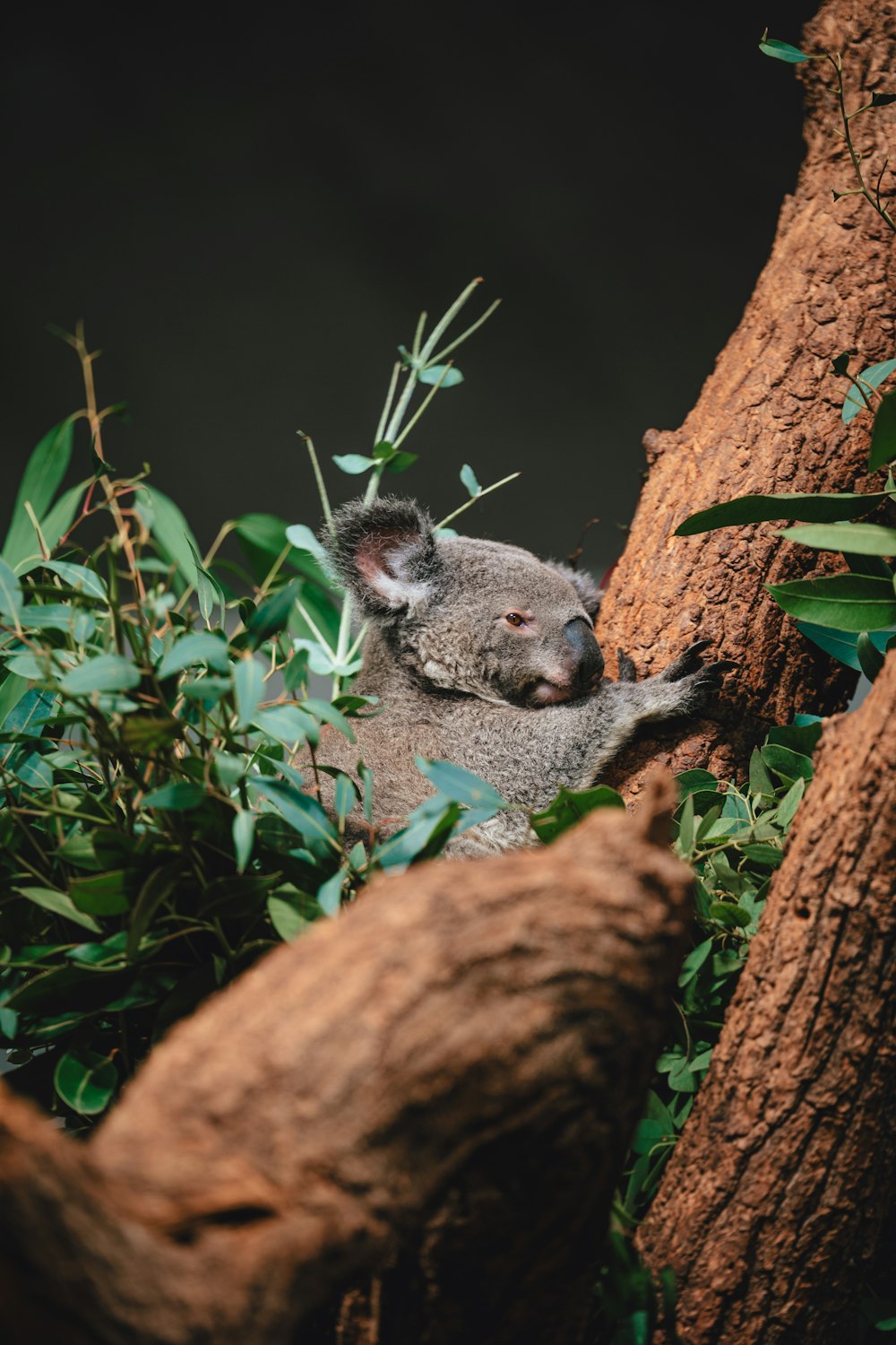 a koala is sitting on a tree branch