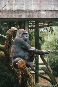 a gorilla sitting on a rope in a tree
