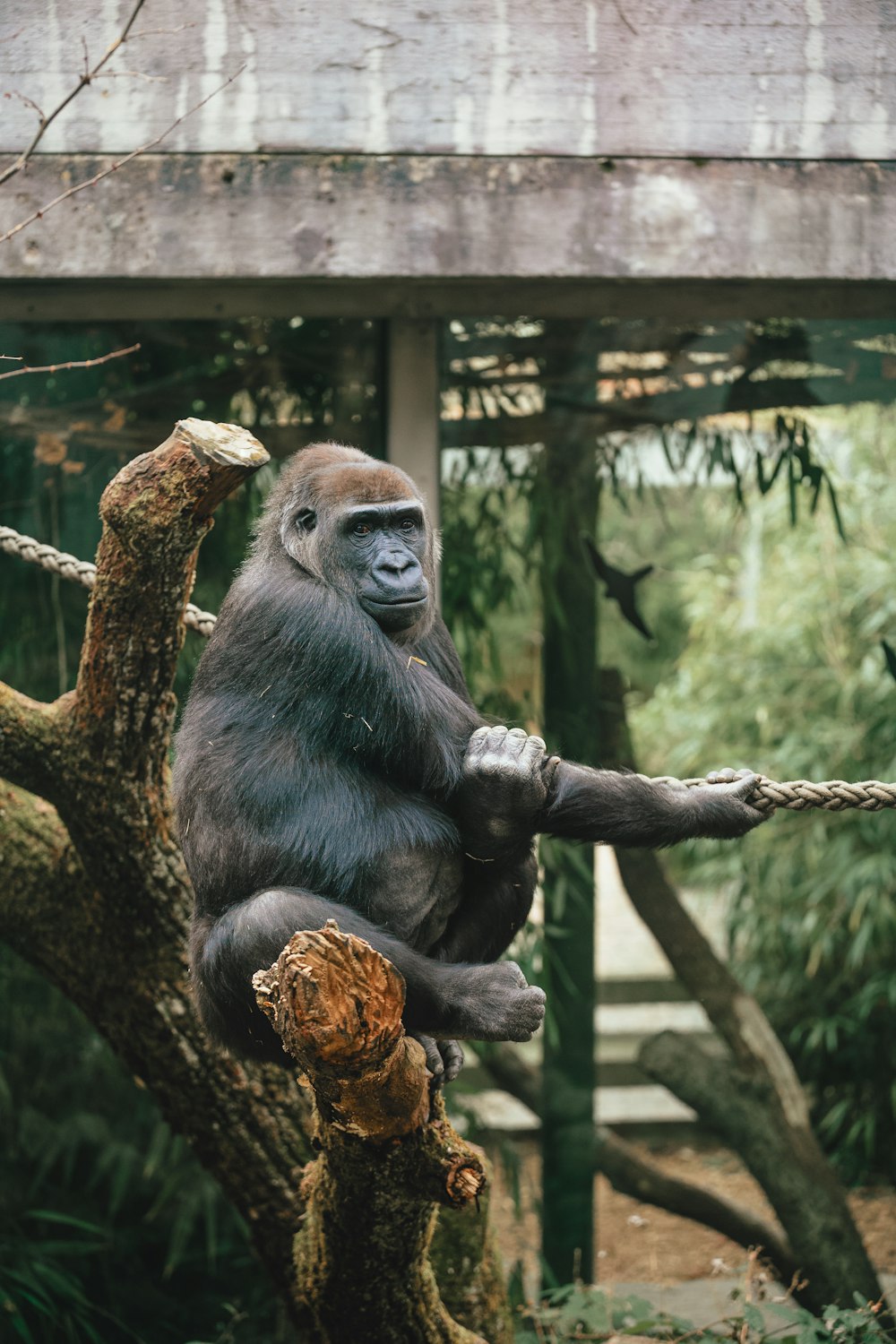 a gorilla sitting on a rope in a tree