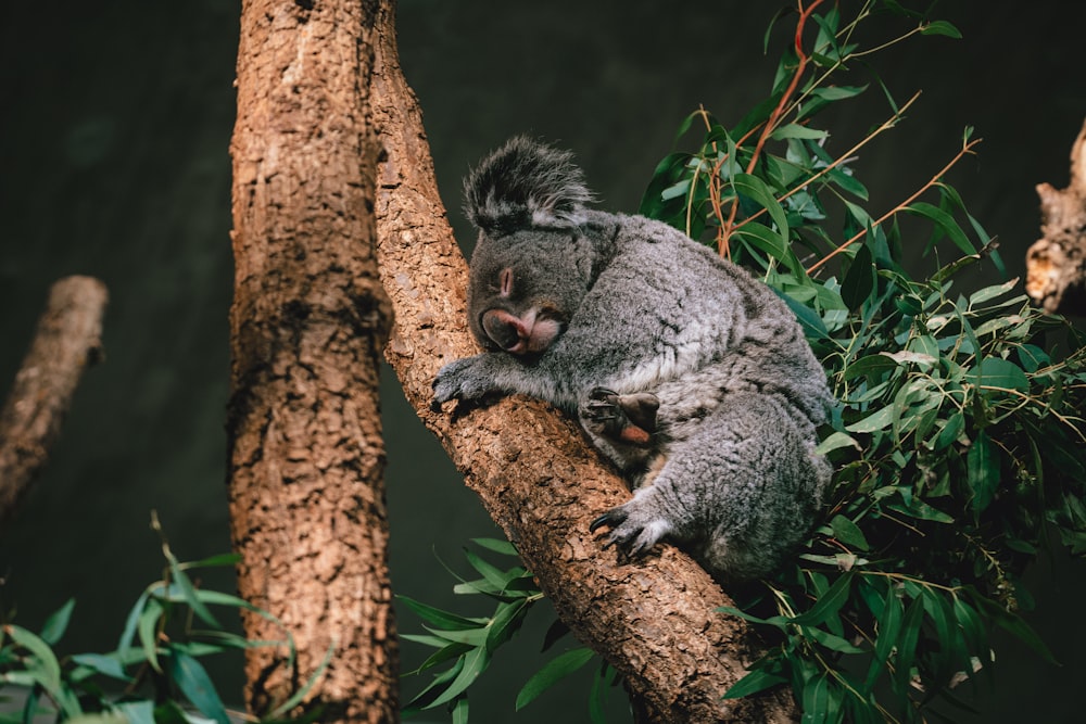 a koala sleeping on top of a tree branch