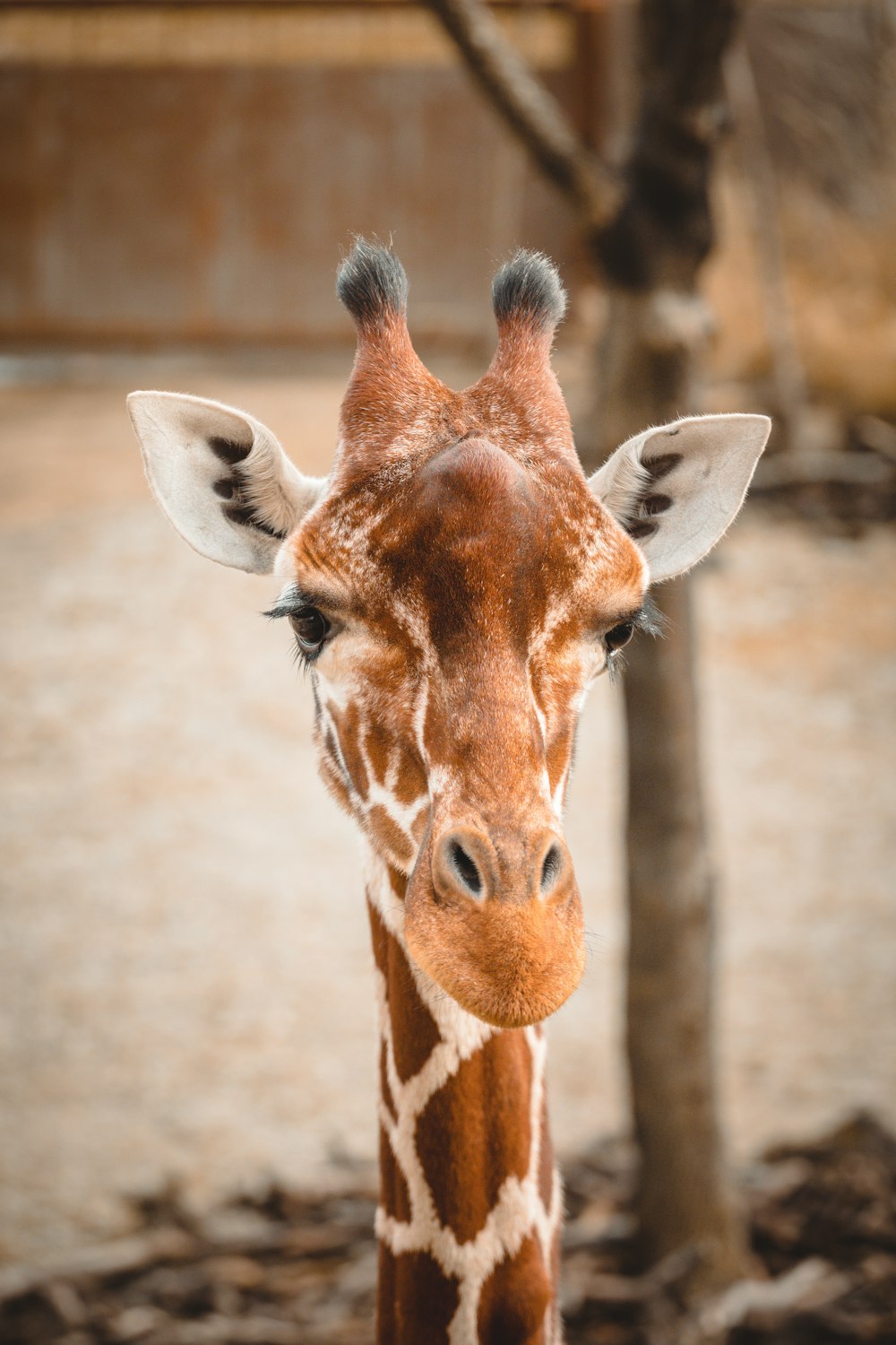 a close up of a giraffe near a tree