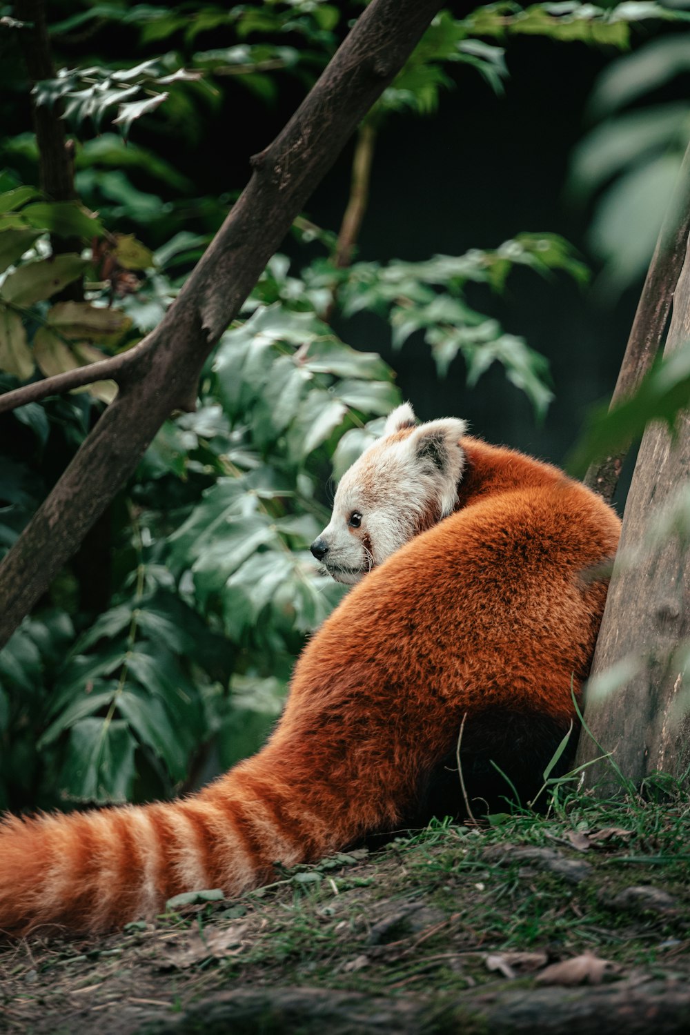 a red panda sitting on top of a lush green forest