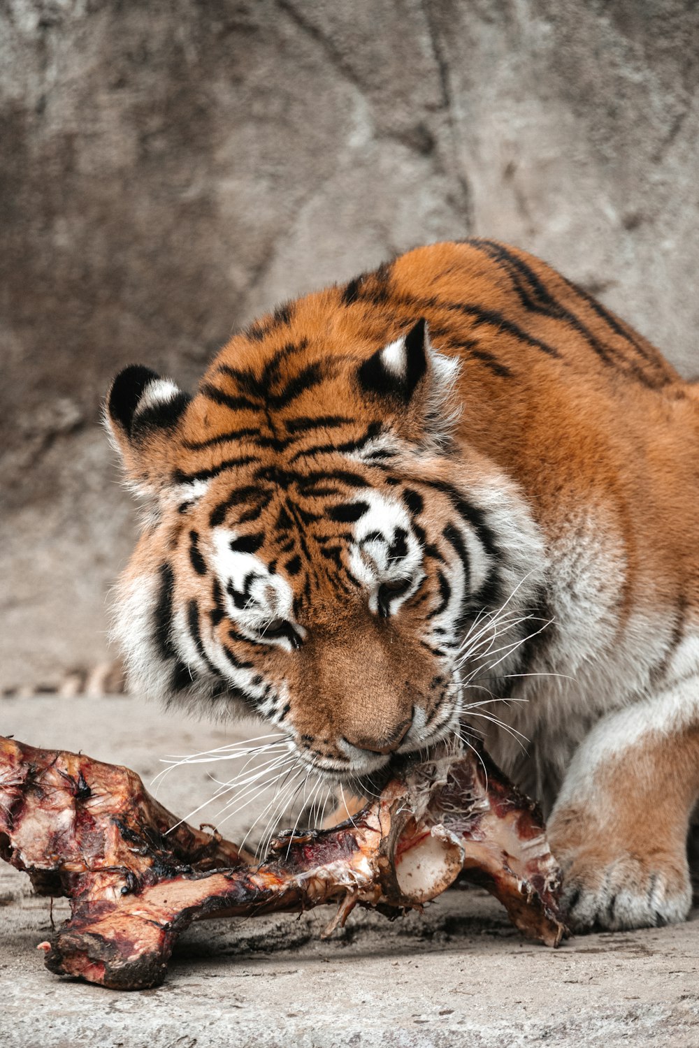 a tiger eating a bone on the ground