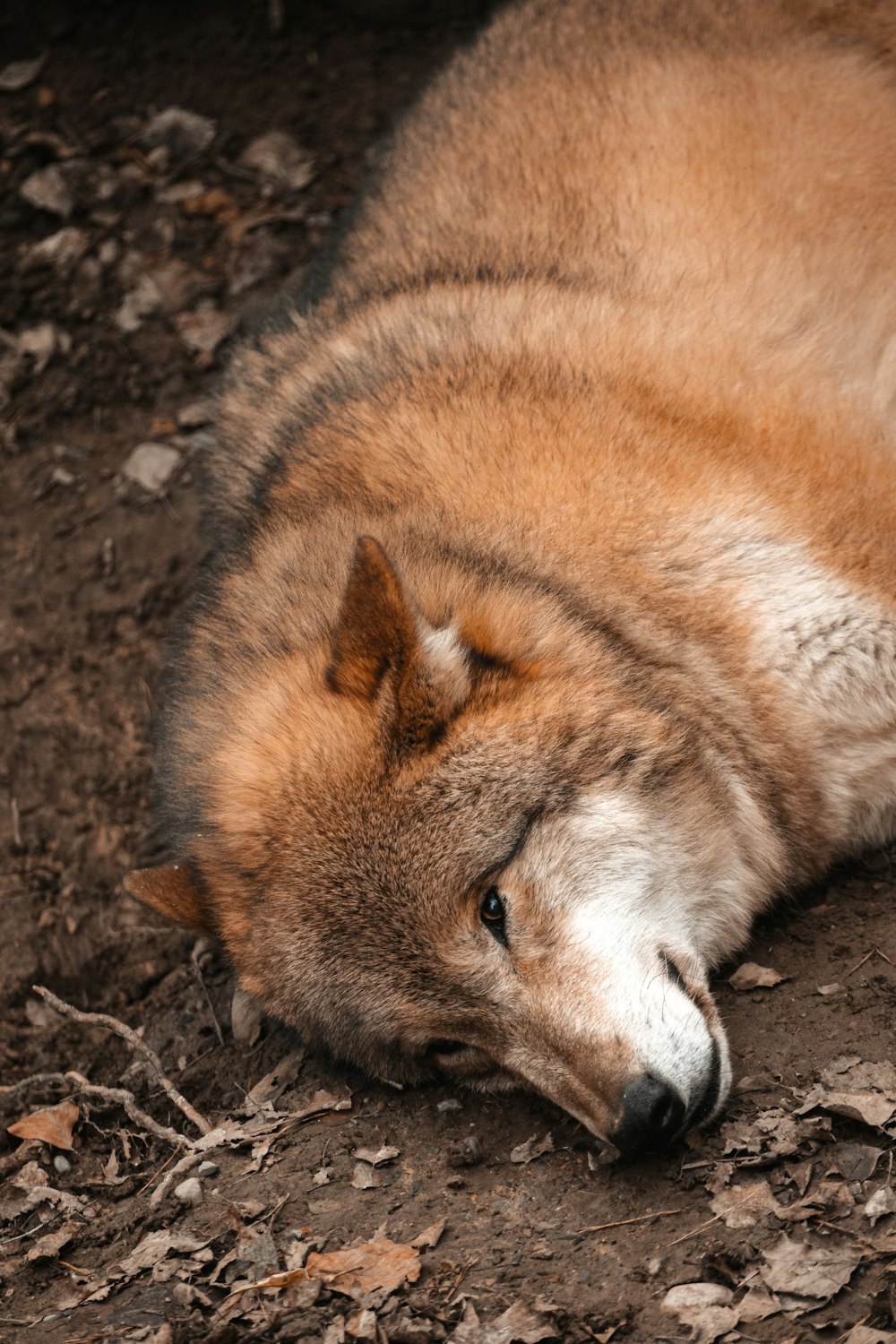 a brown and white dog laying on the ground