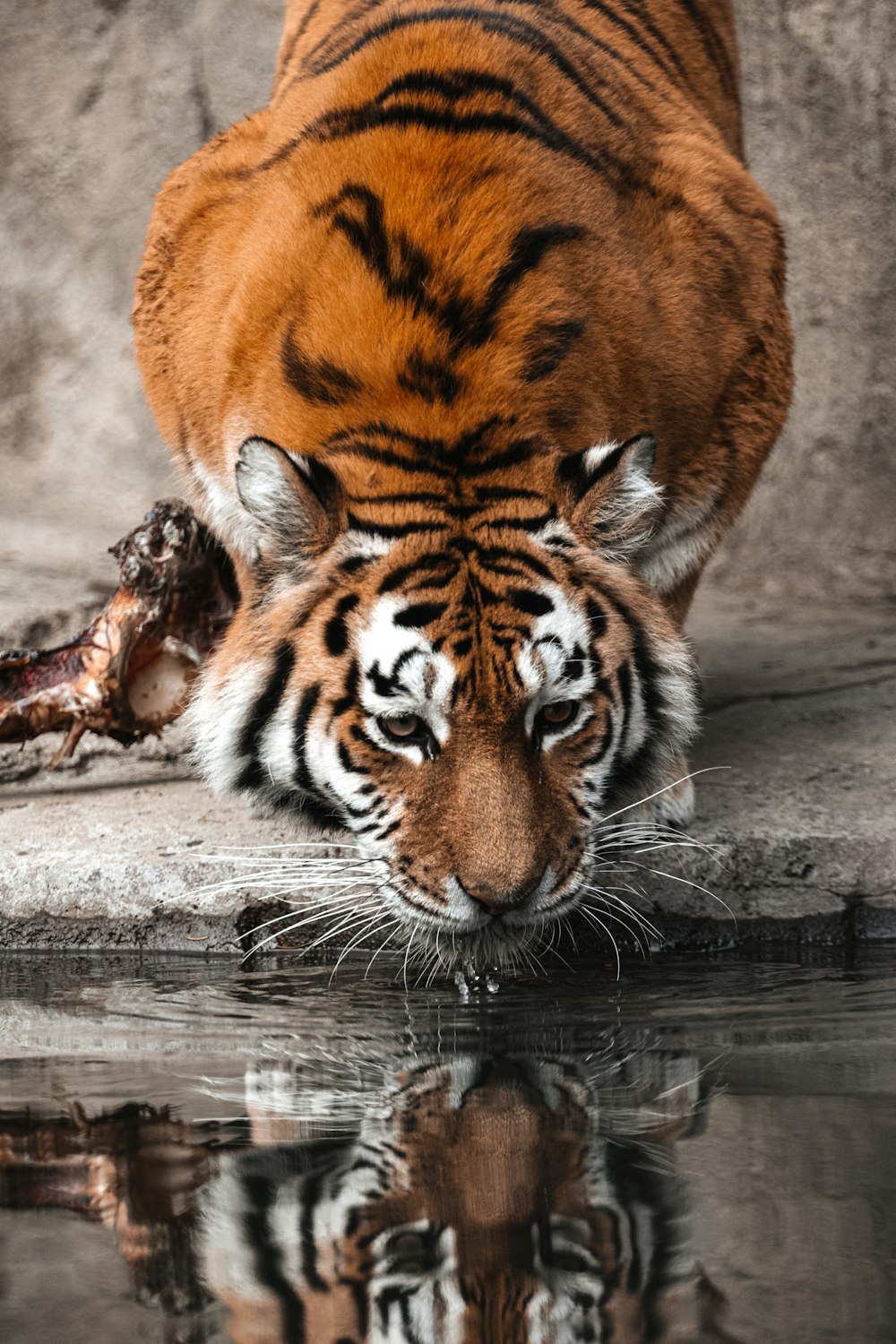 a tiger drinking water from a pool of water