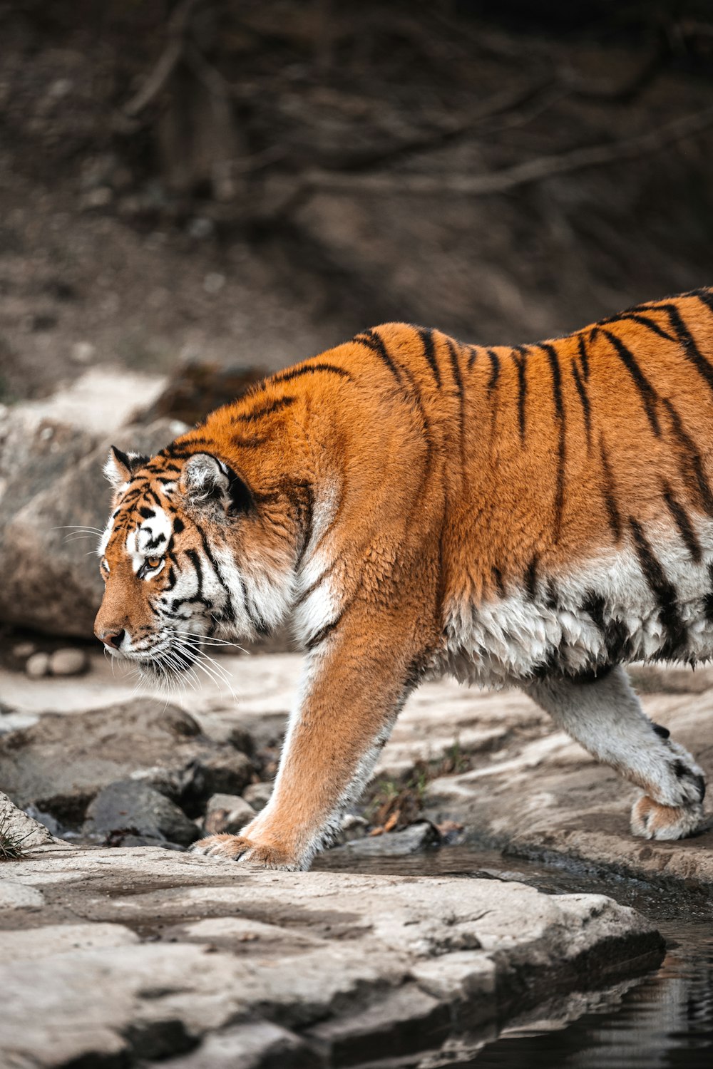 a tiger walking across a rocky area next to a body of water