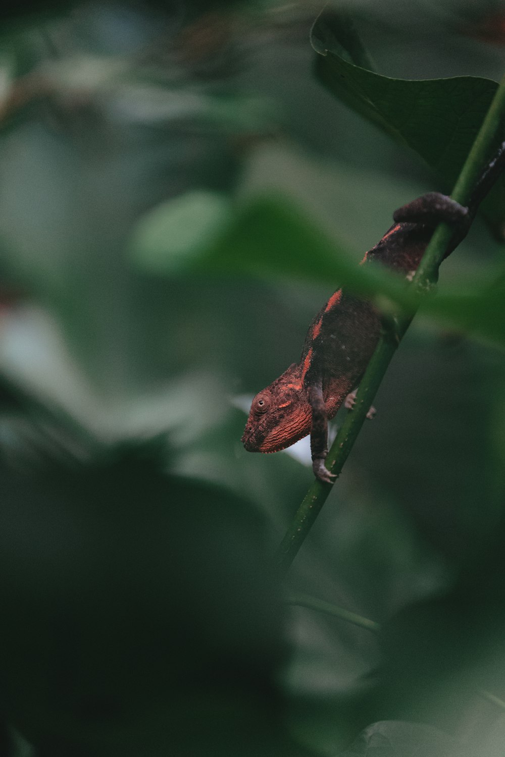 a small red and black lizard sitting on a branch