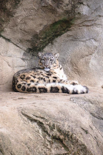 A close-up of a majestic snow leopard perched on a rocky mountain ledge, its thick fur blending with the snowy backdrop.