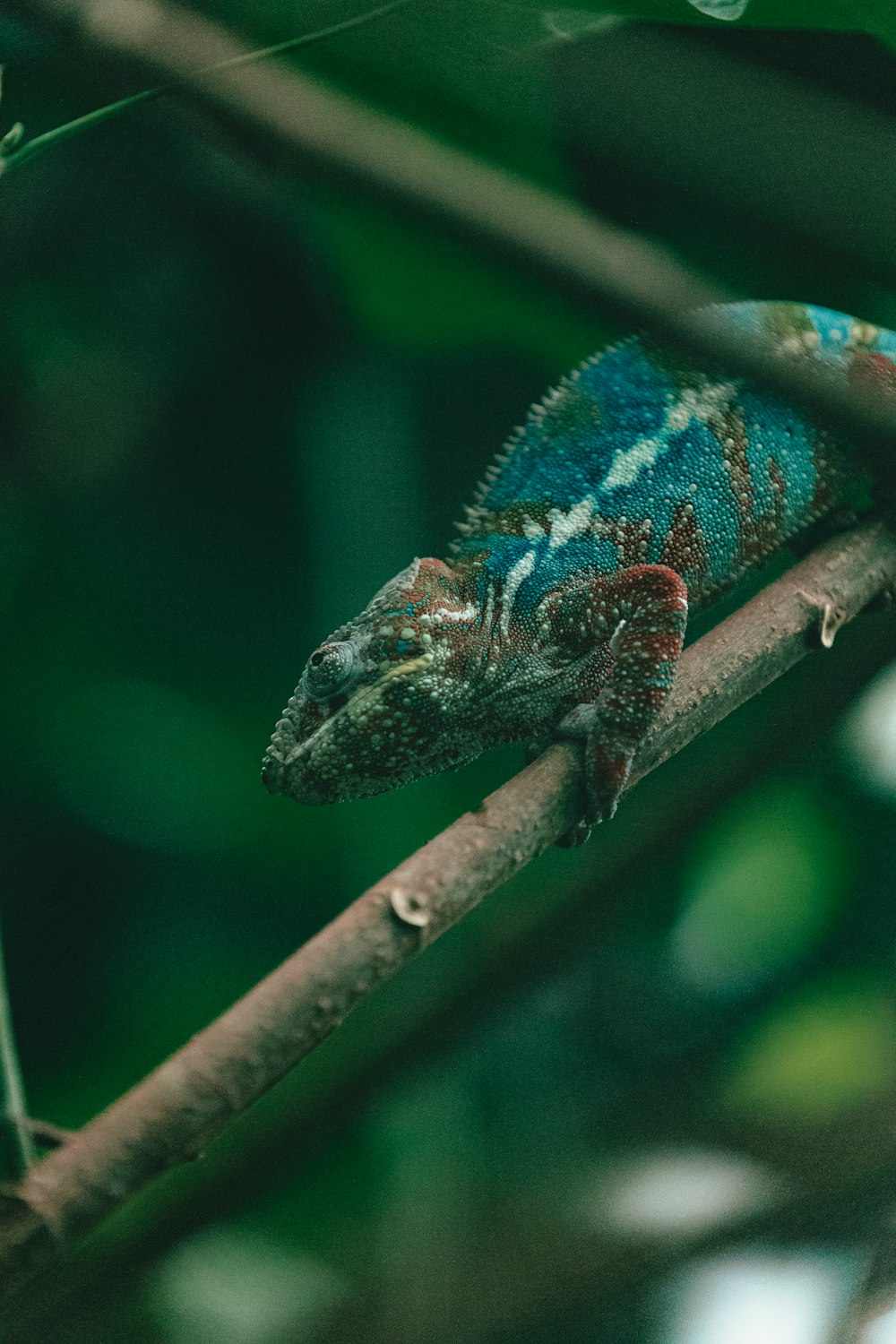 a colorful chamelon is sitting on a branch