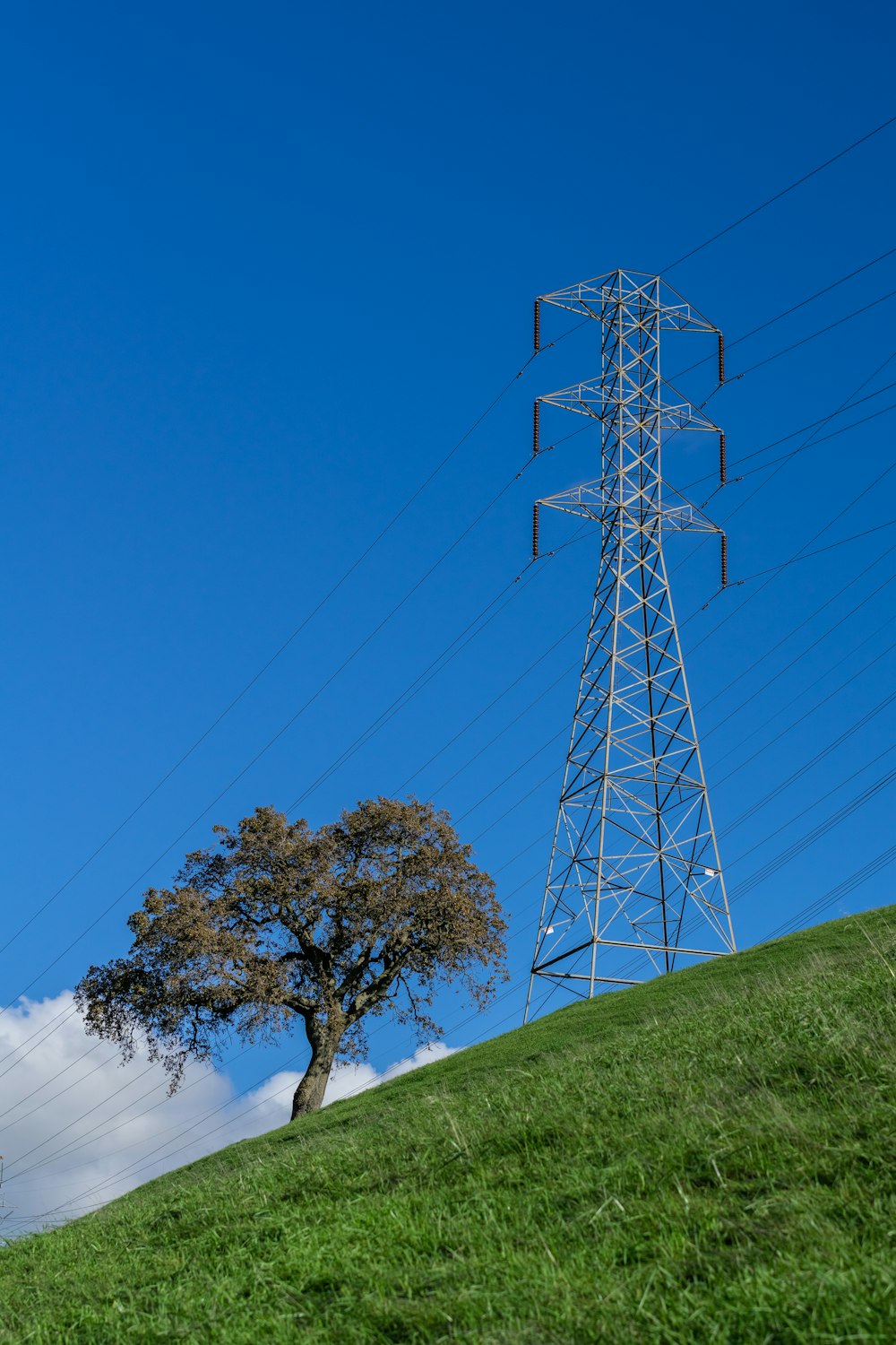 a lone tree on a hill with power lines in the background