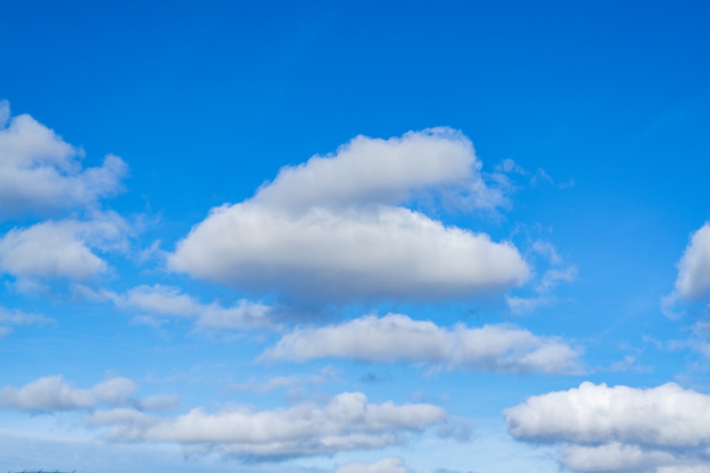 a group of sheep standing on a lush green field under a blue sky