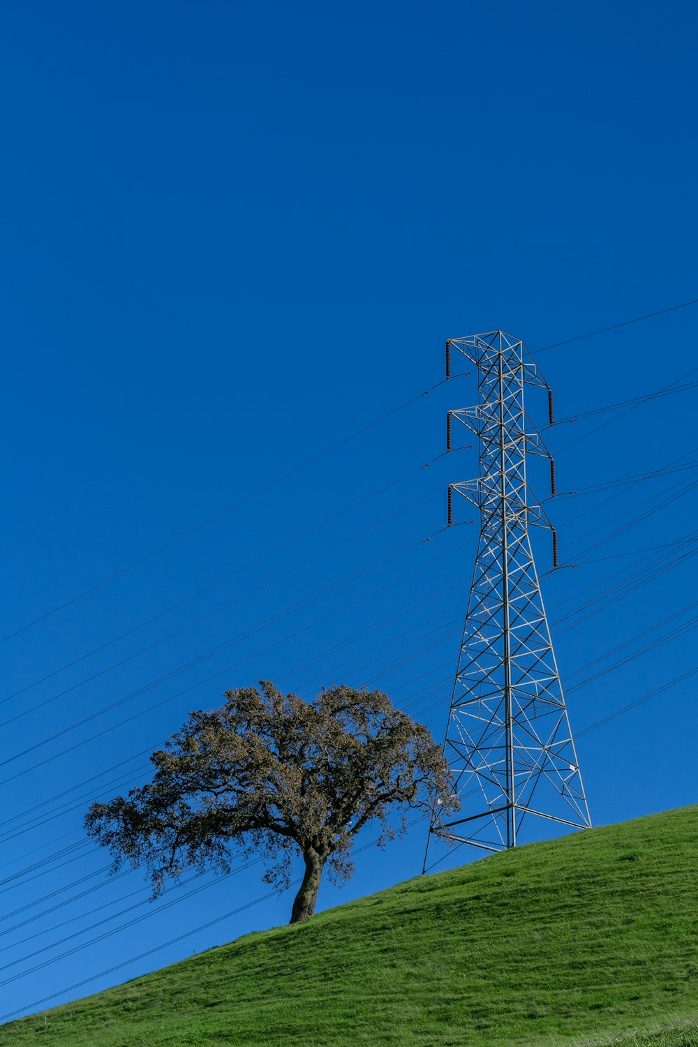 Ein einsamer Baum auf einem Hügel mit Stromleitungen im Hintergrund