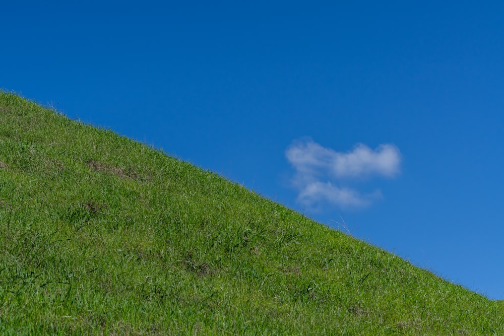 a sheep standing on top of a lush green hillside