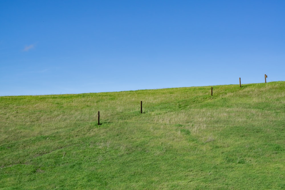 a grassy field with a fence and a blue sky in the background